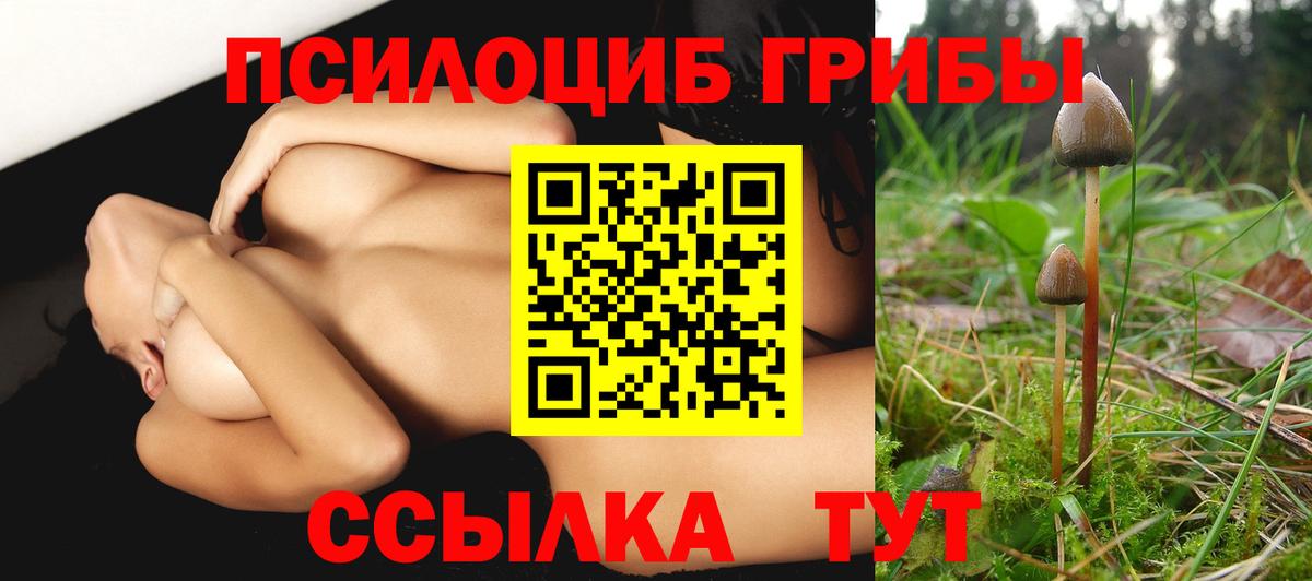 Псилоцибиновые грибы Psilocybine cubensis Кисловодск